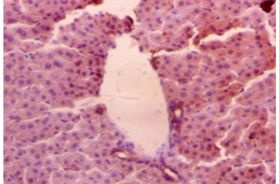 Immunohistochemistry - 42577 from Signalway Antibody - Antibodies.com