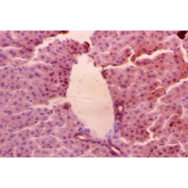 Immunohistochemistry - 42577 from Signalway Antibody - Antibodies.com