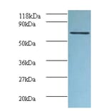 Tumor necrosis factor receptor superfamily member 6 Polyclonal Antibody from Signalway Antibody - Antibodies.com
