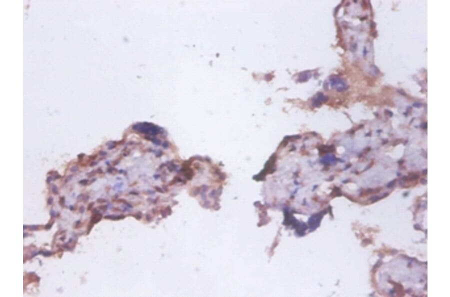 Immunohistochemistry - 42455 from Signalway Antibody - Antibodies.com