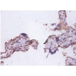 Immunohistochemistry - 42455 from Signalway Antibody - Antibodies.com