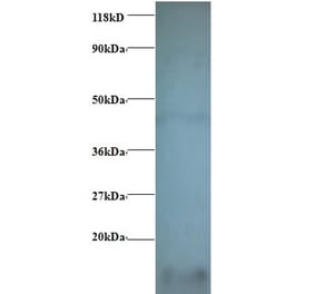 Cytochrome c oxidase subunit 6A1, mitochondrial Polyclonal Antibody from Signalway Antibody (42340) - Antibodies.com