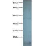 Cytochrome c oxidase subunit 6A1, mitochondrial Polyclonal Antibody from Signalway Antibody (42340) - Antibodies.com