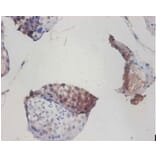 Immunohistochemistry - Cytochrome c oxidase subunit 6A1, mitochondrial Polyclonal Antibody from Signalway Antibody (42340)