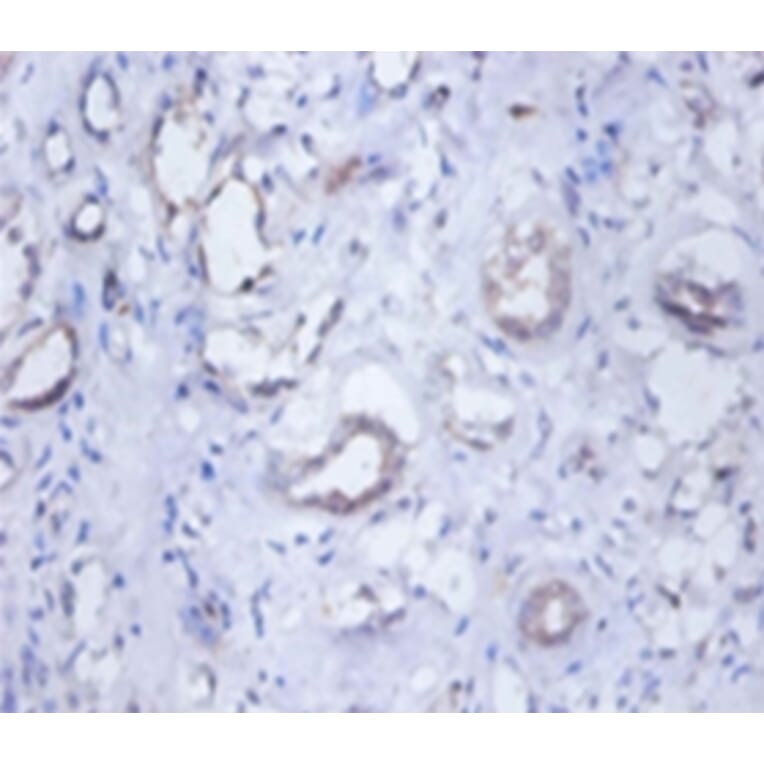 Immunohistochemistry - O-phosphoseryl-tRNA (Sec) selenium transferase Polyclonal Antibody from Signalway Antibody (42582)