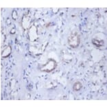 Immunohistochemistry - O-phosphoseryl-tRNA (Sec) selenium transferase Polyclonal Antibody from Signalway Antibody (42582)