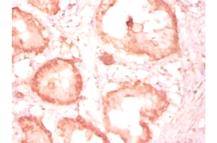 Immunohistochemistry - Cytochrome c1, heme protein, mitochondrial Polyclonal Antibody from Signalway Antibody (42261)