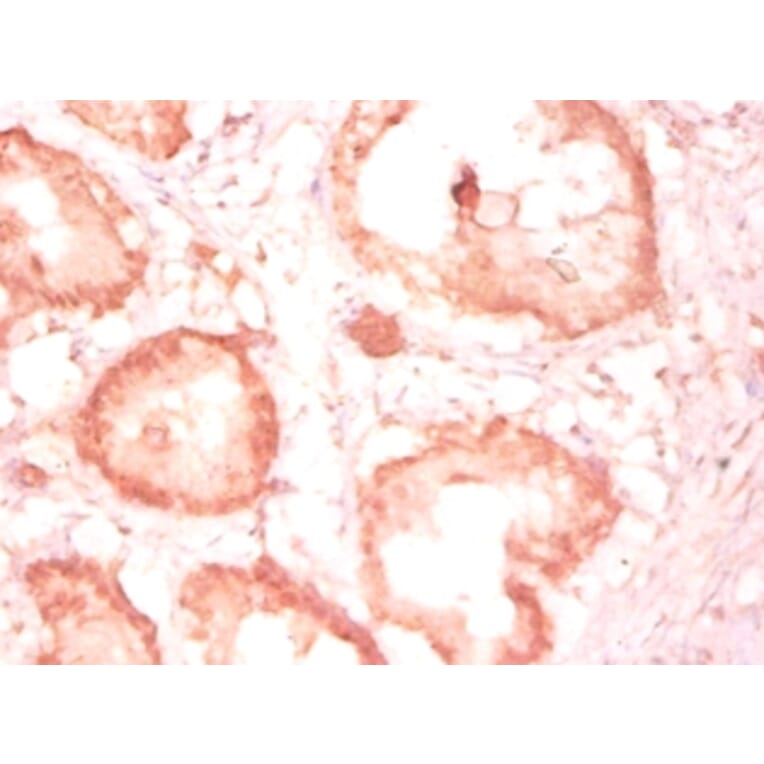 Immunohistochemistry - Cytochrome c1, heme protein, mitochondrial Polyclonal Antibody from Signalway Antibody (42261)