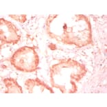 Immunohistochemistry - Cytochrome c1, heme protein, mitochondrial Polyclonal Antibody from Signalway Antibody (42261)