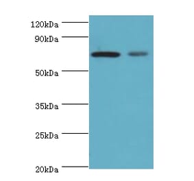 X-ray repair cross-complementing protein 6 Polyclonal Antibody from Signalway Antibody (42275) - Antibodies.com