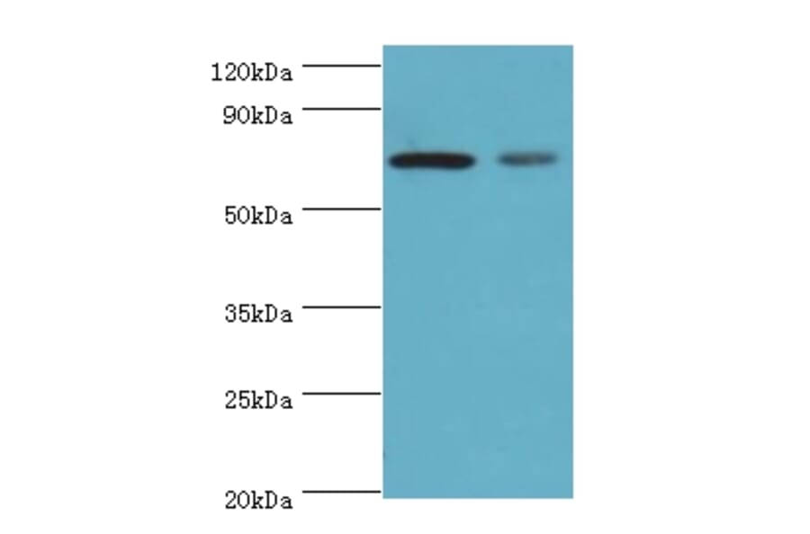 X-ray repair cross-complementing protein 6 Polyclonal Antibody from Signalway Antibody (42275) - Antibodies.com