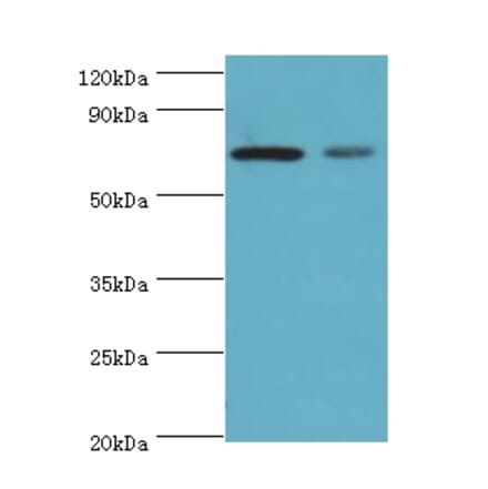 X-ray repair cross-complementing protein 6 Polyclonal Antibody from Signalway Antibody (42275) - Antibodies.com