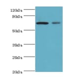 X-ray repair cross-complementing protein 6 Polyclonal Antibody from Signalway Antibody (42275) - Antibodies.com