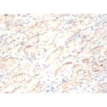 Immunohistochemistry - Peptidyl-prolyl cis-trans isomerase FKBP1A Polyclonal Antibody from Signalway Antibody (42342)