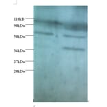 Heterogeneous nuclear ribonucleoprotein Q Polyclonal Antibody from Signalway Antibody (42390) - Antibodies.com