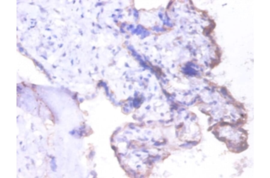 Immunohistochemistry - Heterogeneous nuclear ribonucleoprotein Q Polyclonal Antibody from Signalway Antibody (42390)