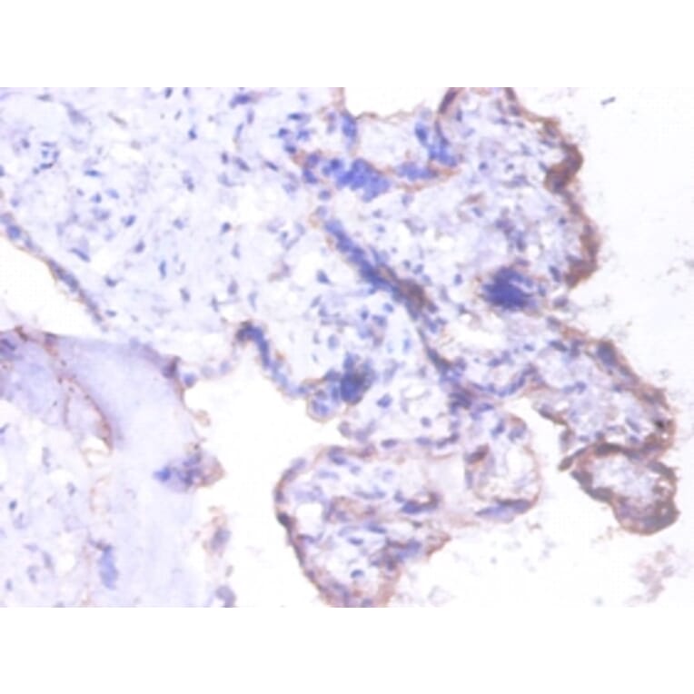 Immunohistochemistry - Heterogeneous nuclear ribonucleoprotein Q Polyclonal Antibody from Signalway Antibody (42390)