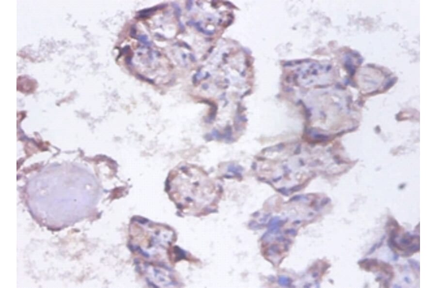 Immunohistochemistry - Heterogeneous nuclear ribonucleoprotein Q Polyclonal Antibody from Signalway Antibody (42390)