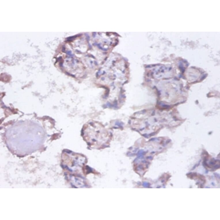 Immunohistochemistry - Heterogeneous nuclear ribonucleoprotein Q Polyclonal Antibody from Signalway Antibody (42390)