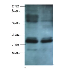Endoplasmic reticulum resident protein 29 Polyclonal Antibody from Signalway Antibody (42431) - Antibodies.com
