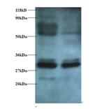 Endoplasmic reticulum resident protein 29 Polyclonal Antibody from Signalway Antibody (42431) - Antibodies.com
