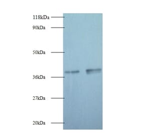Glyceraldehyde-3-phosphate dehydrogenase Polyclonal Antibody from Signalway Antibody (42052) - Antibodies.com