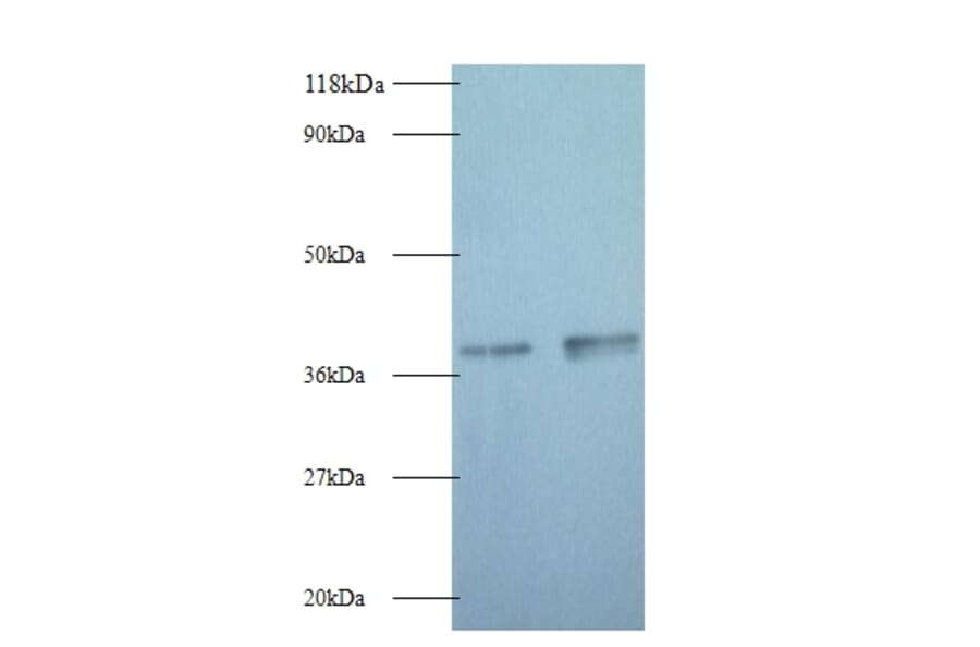 Glyceraldehyde-3-phosphate dehydrogenase Polyclonal Antibody from Signalway Antibody (42052) - Antibodies.com