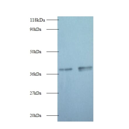 Glyceraldehyde-3-phosphate dehydrogenase Polyclonal Antibody from Signalway Antibody (42052) - Antibodies.com