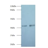 Glyceraldehyde-3-phosphate dehydrogenase Polyclonal Antibody from Signalway Antibody (42052) - Antibodies.com