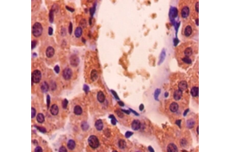 Immunohistochemistry - Glyceraldehyde-3-phosphate dehydrogenase Polyclonal Antibody from Signalway Antibody (42052)