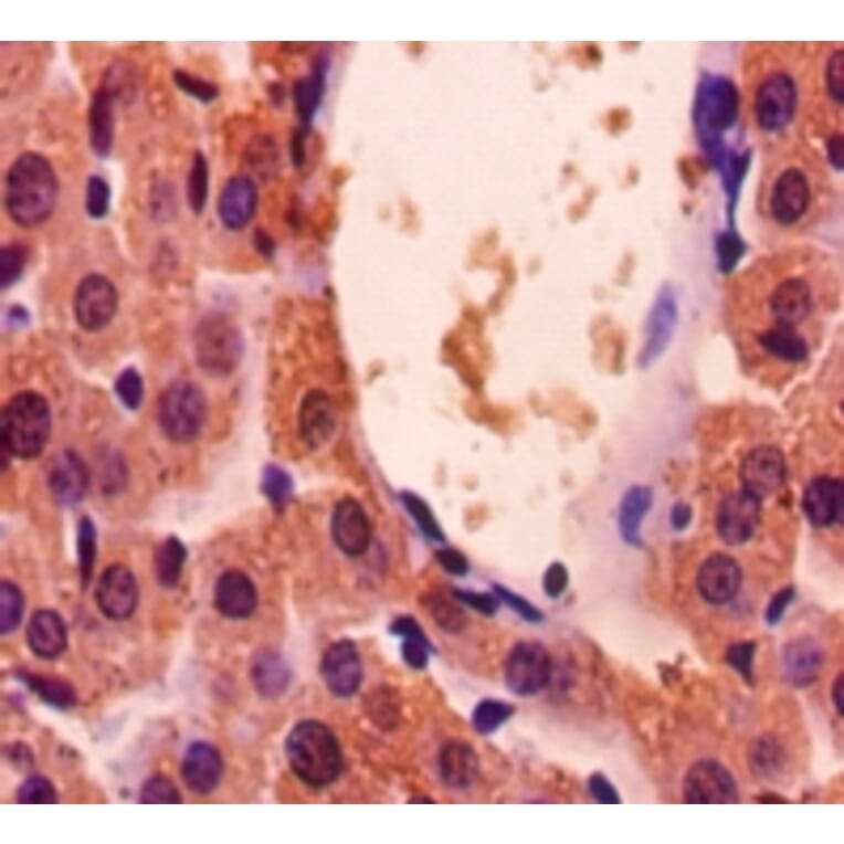 Immunohistochemistry - Glyceraldehyde-3-phosphate dehydrogenase Polyclonal Antibody from Signalway Antibody (42052)