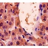 Immunohistochemistry - Glyceraldehyde-3-phosphate dehydrogenase Polyclonal Antibody from Signalway Antibody (42052)