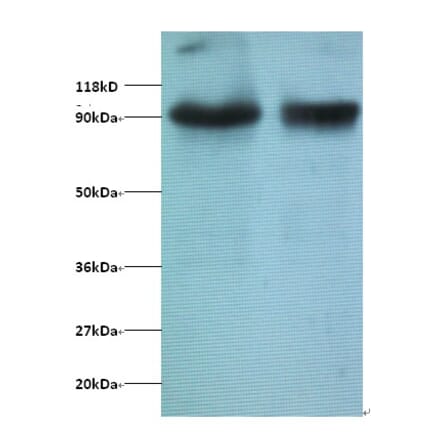 Transcription intermediary factor 1-beta Polyclonal Antibody from Signalway Antibody (42428) - Antibodies.com