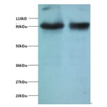 Transcription intermediary factor 1-beta Polyclonal Antibody from Signalway Antibody (42428) - Antibodies.com