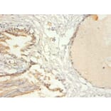 Immunohistochemistry - Transcription intermediary factor 1-beta Polyclonal Antibody from Signalway Antibody (42428)