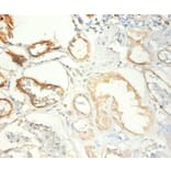 Immunohistochemistry - Transcription intermediary factor 1-beta Polyclonal Antibody from Signalway Antibody (42428)