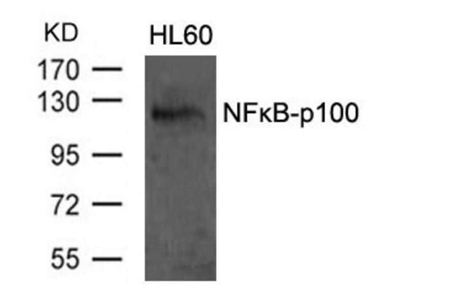Western blot - NFkB-p100 (Ab-870) Antibody from Signalway Antibody (21016) - Antibodies.com