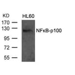 Western blot - NFkB-p100 (Ab-870) Antibody from Signalway Antibody (21016) - Antibodies.com