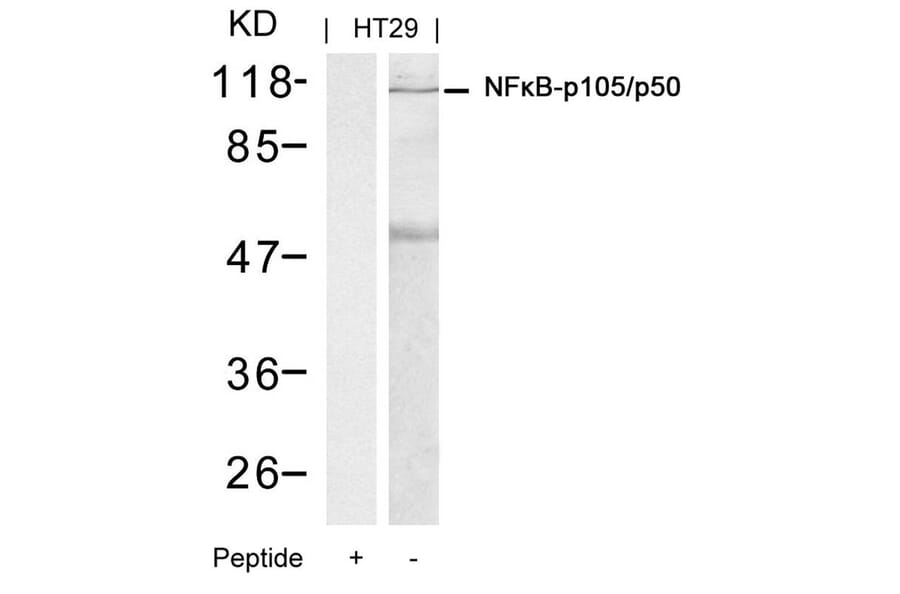 Western blot - NFkB-p105/p50 (Ab-337) Antibody from Signalway Antibody (21017) - Antibodies.com