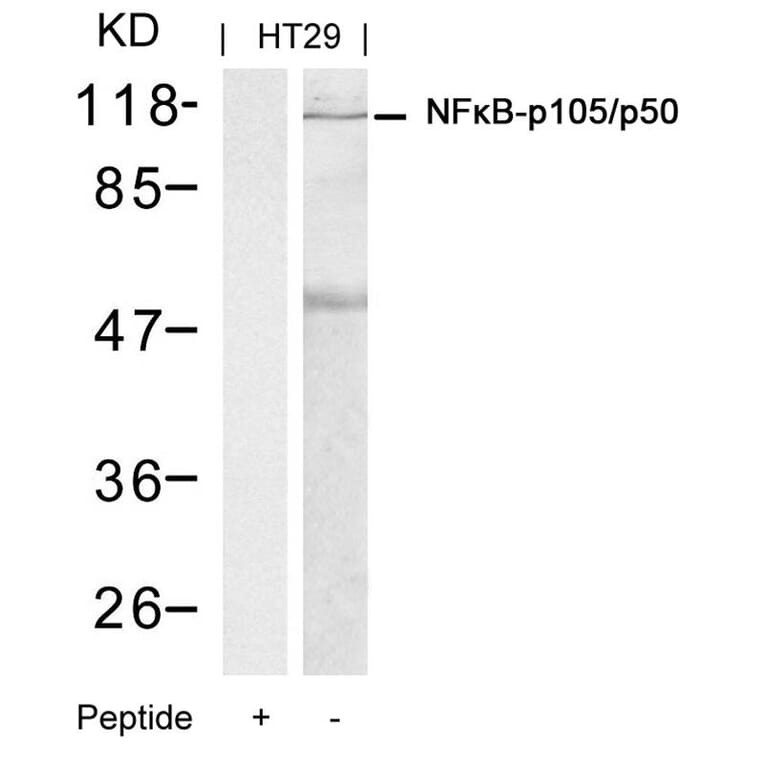 Western blot - NFkB-p105/p50 (Ab-337) Antibody from Signalway Antibody (21017) - Antibodies.com
