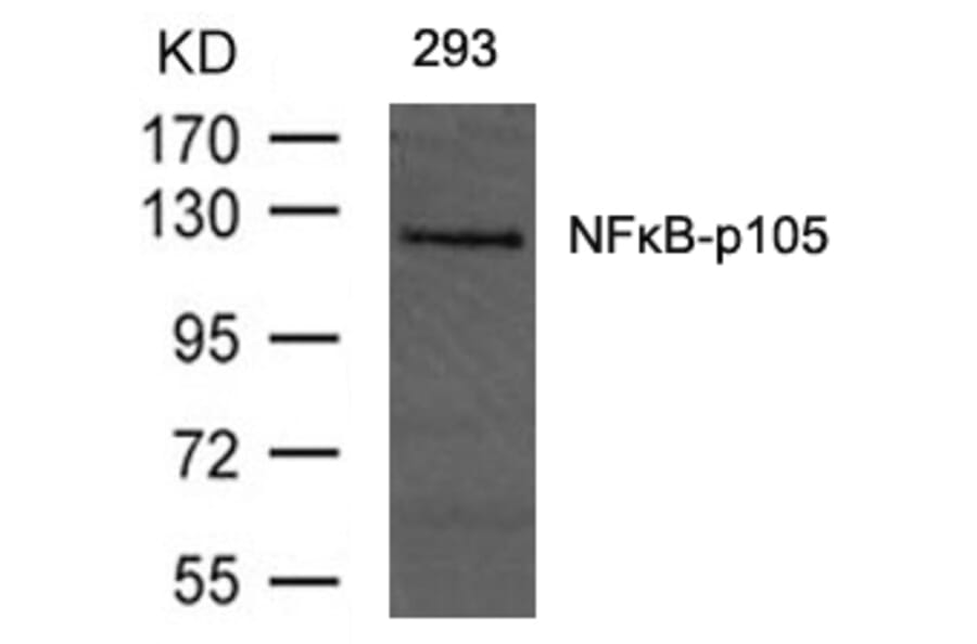 Western blot - NFkB-p105 (Ab-893) Antibody from Signalway Antibody (21018) - Antibodies.com