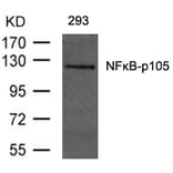 Western blot - NFkB-p105 (Ab-893) Antibody from Signalway Antibody (21018) - Antibodies.com