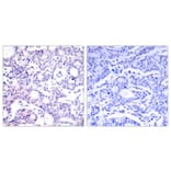 Immunohistochemistry - NFkB-p105 (Ab-893) Antibody from Signalway Antibody (21018) - Antibodies.com