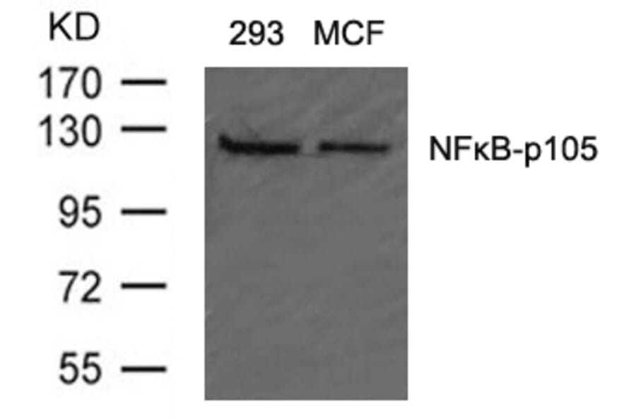 Western blot - NFkB-p105 (Ab-907) Antibody from Signalway Antibody (21019) - Antibodies.com