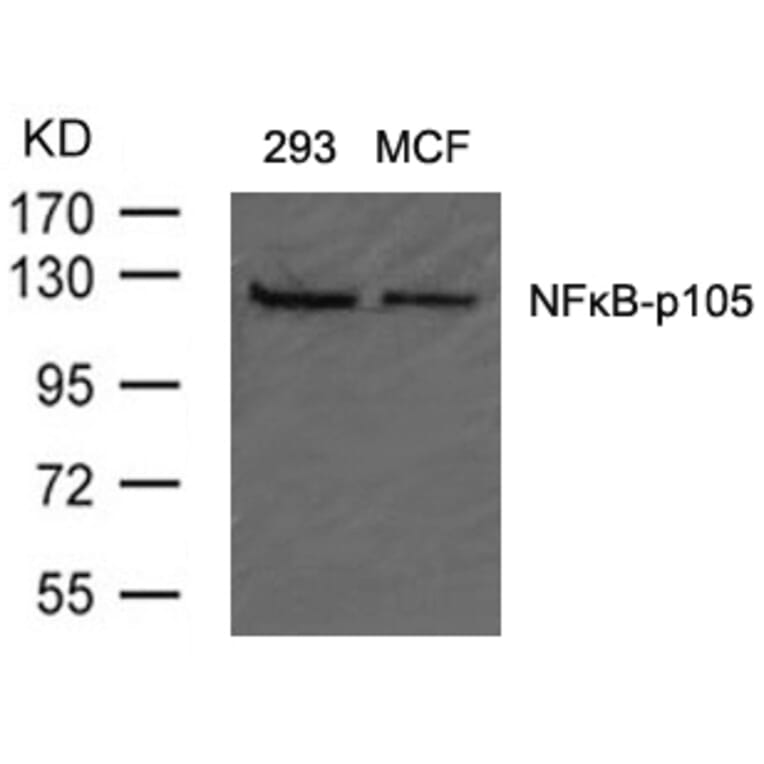 Western blot - NFkB-p105 (Ab-907) Antibody from Signalway Antibody (21019) - Antibodies.com