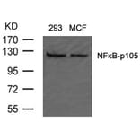 Western blot - NFkB-p105 (Ab-907) Antibody from Signalway Antibody (21019) - Antibodies.com