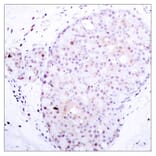 Immunohistochemistry - NFkB-p105 (Ab-907) Antibody from Signalway Antibody (21019) - Antibodies.com