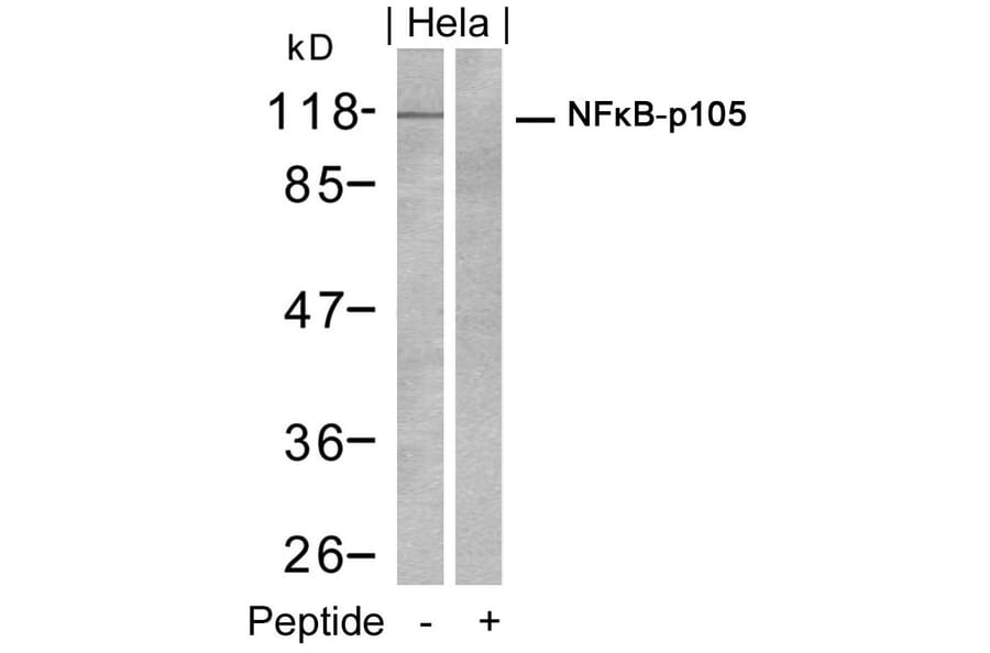 Western blot - NFkB-p105 (Ab-932) Antibody from Signalway Antibody (21243) - Antibodies.com