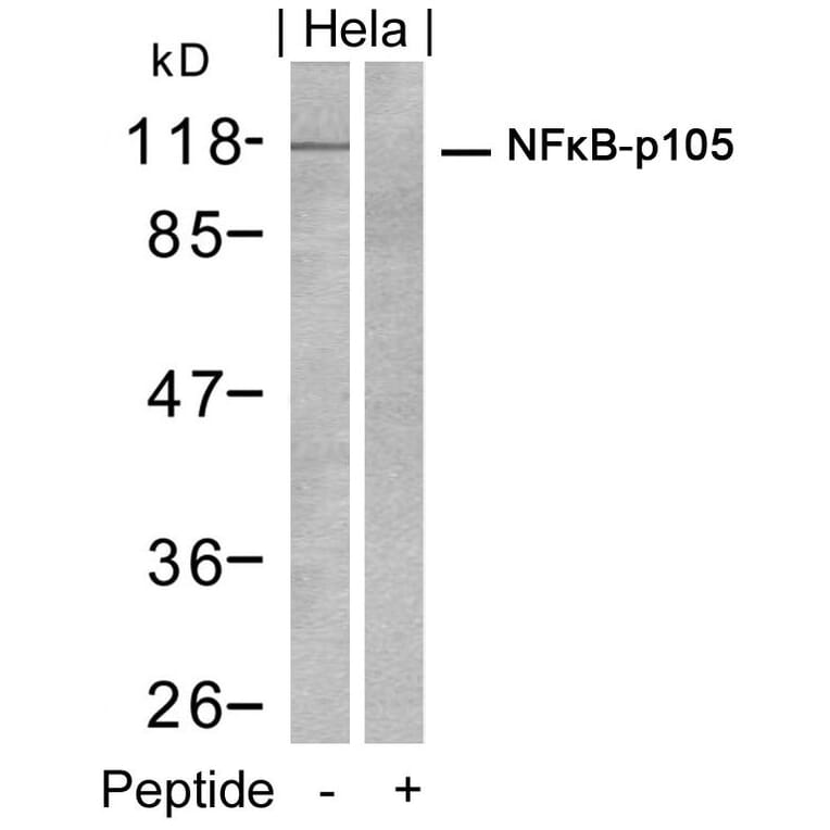 Western blot - NFkB-p105 (Ab-932) Antibody from Signalway Antibody (21243) - Antibodies.com