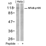 Western blot - NFkB-p105 (Ab-932) Antibody from Signalway Antibody (21243) - Antibodies.com